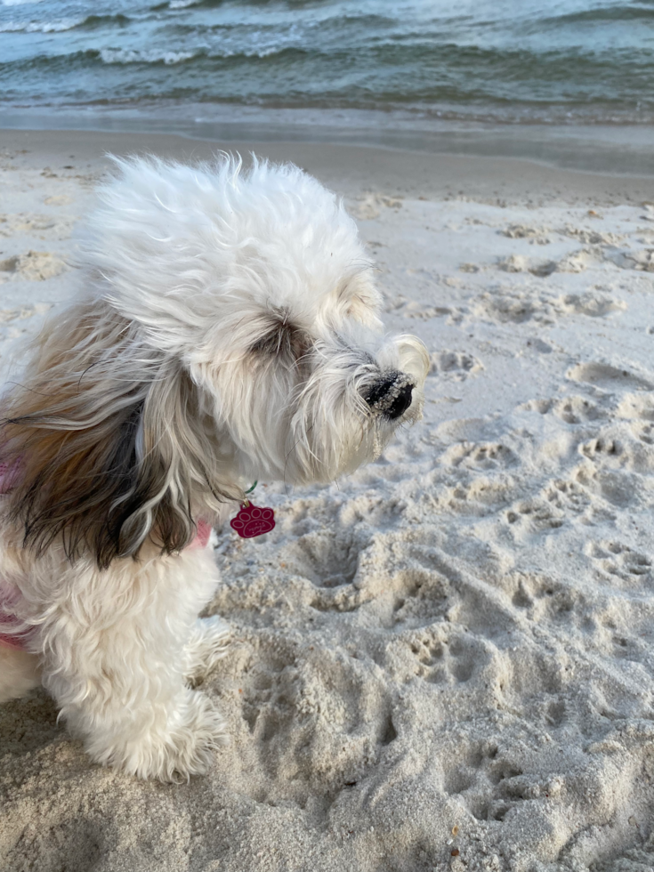 Cute Havanese Purebred Pup