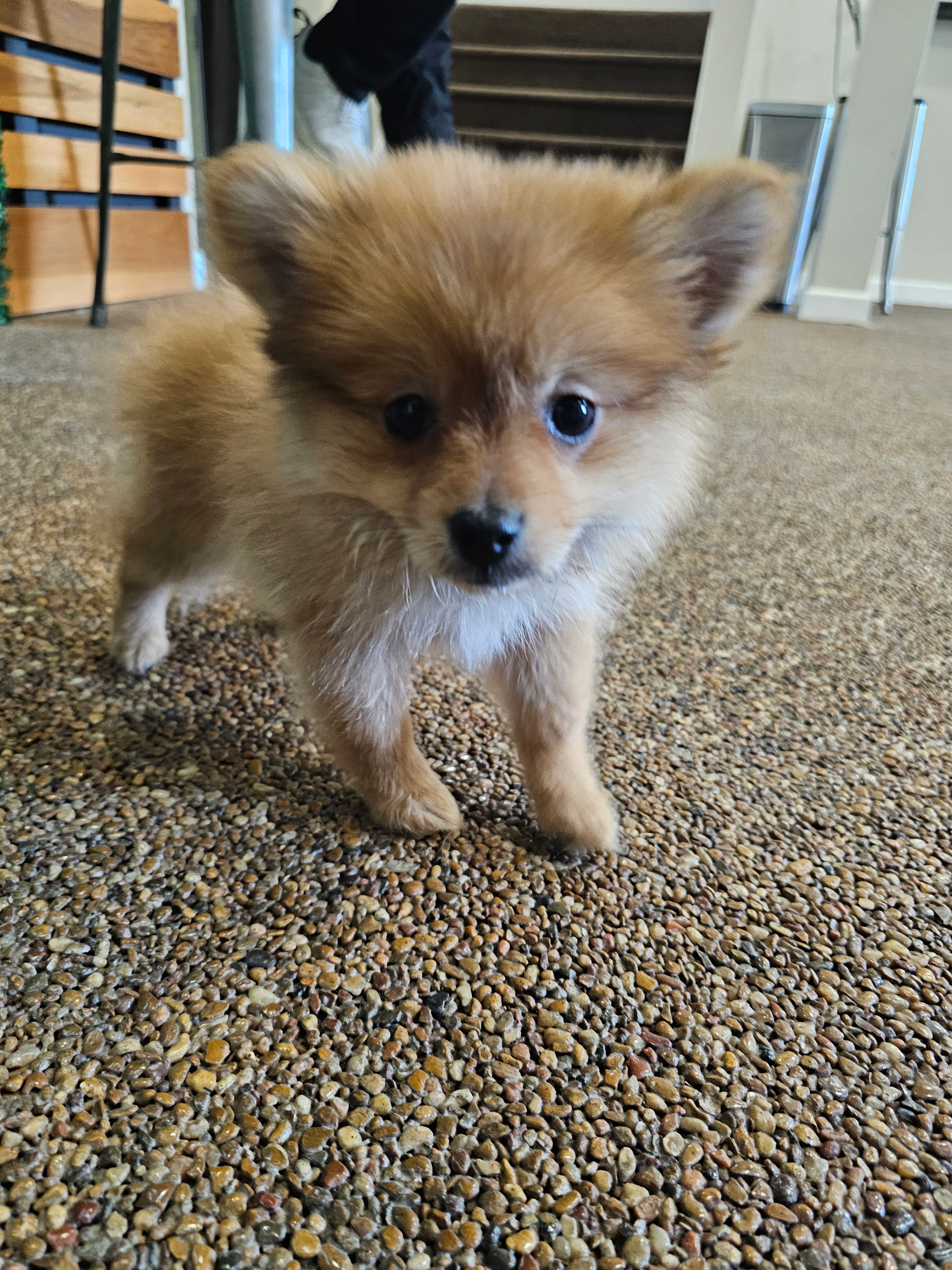 Pomeranian Pup Being Cute