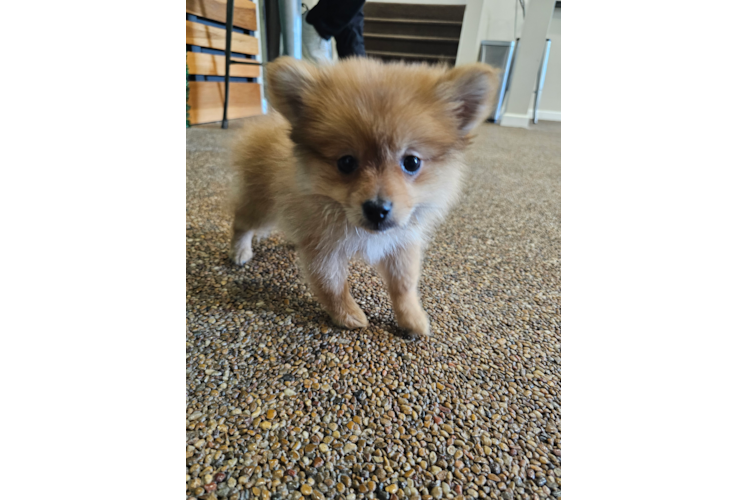 Pomeranian Pup Being Cute