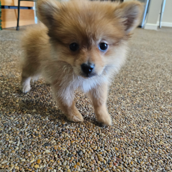 Pomeranian Pup