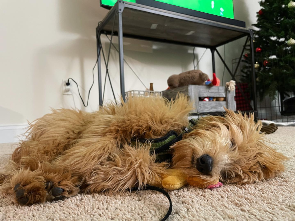 Popular Mini Goldendoodle Poodle Mix Pup