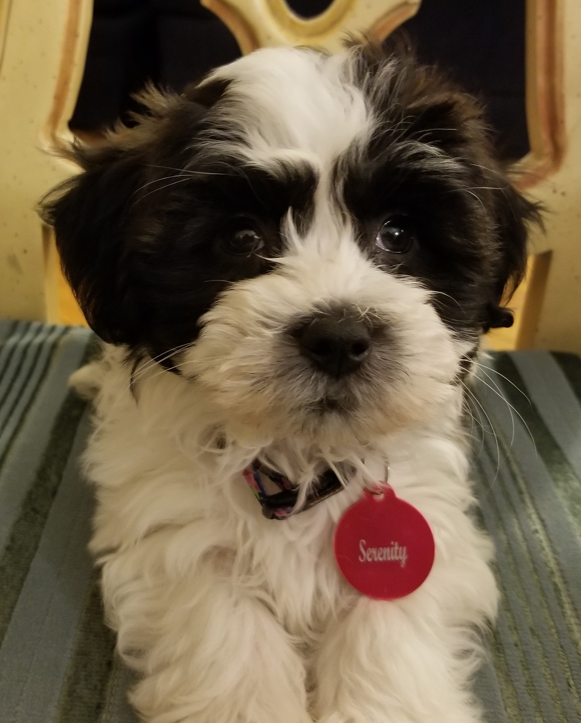 Cute Teddy Bear Baby