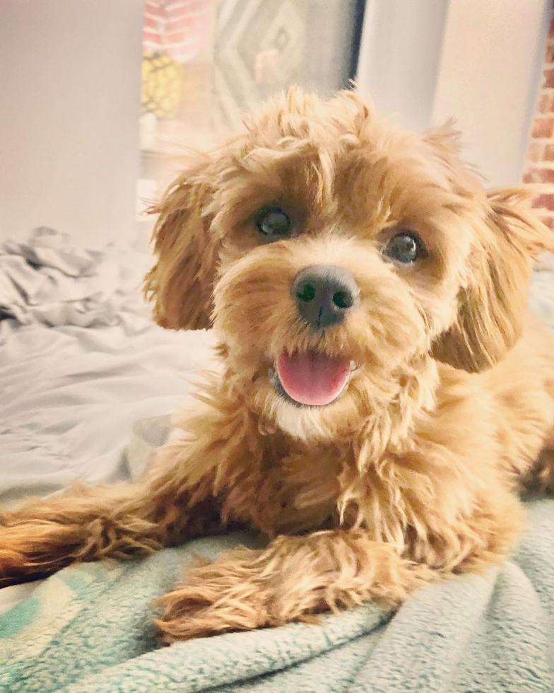 Friendly Cavapoo Pup in New York NY