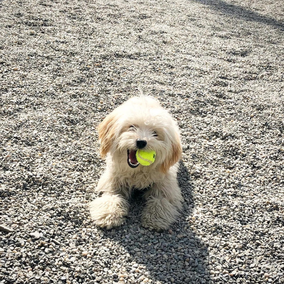 New York Maltipoo Pup