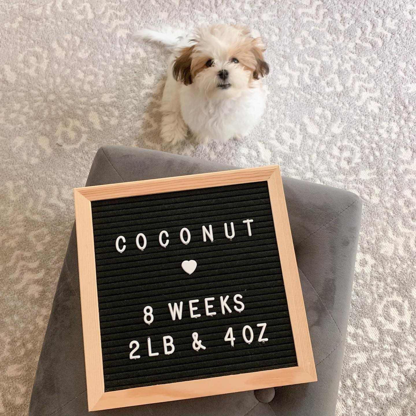 Teddy Bear Pup Being Cute