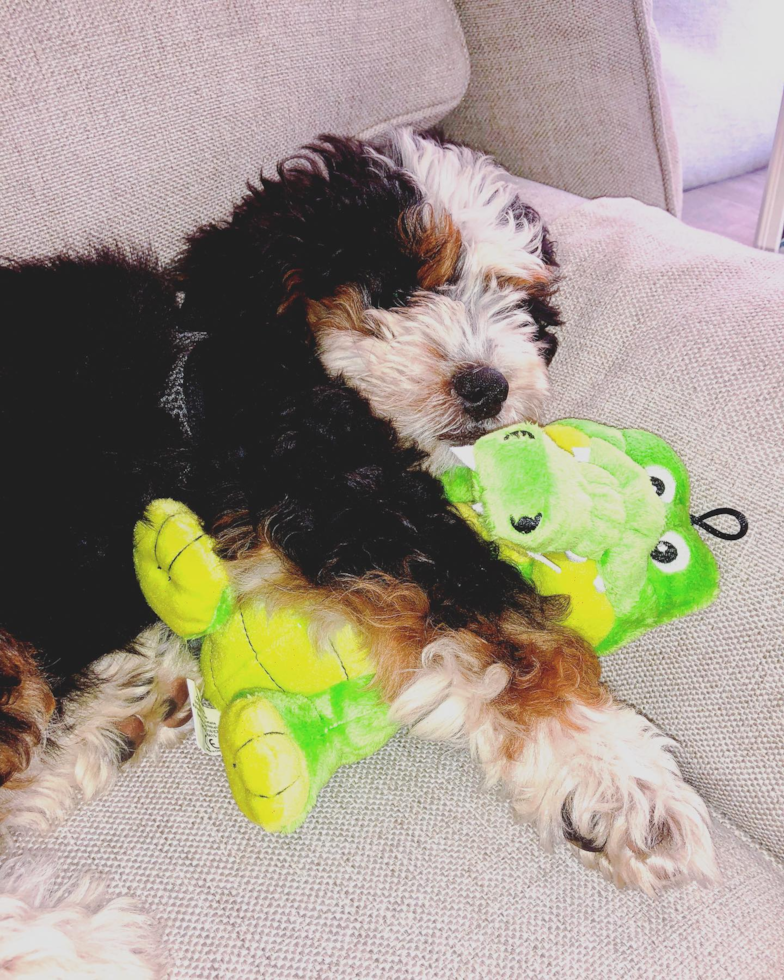 Happy Mini Bernedoodle Pup