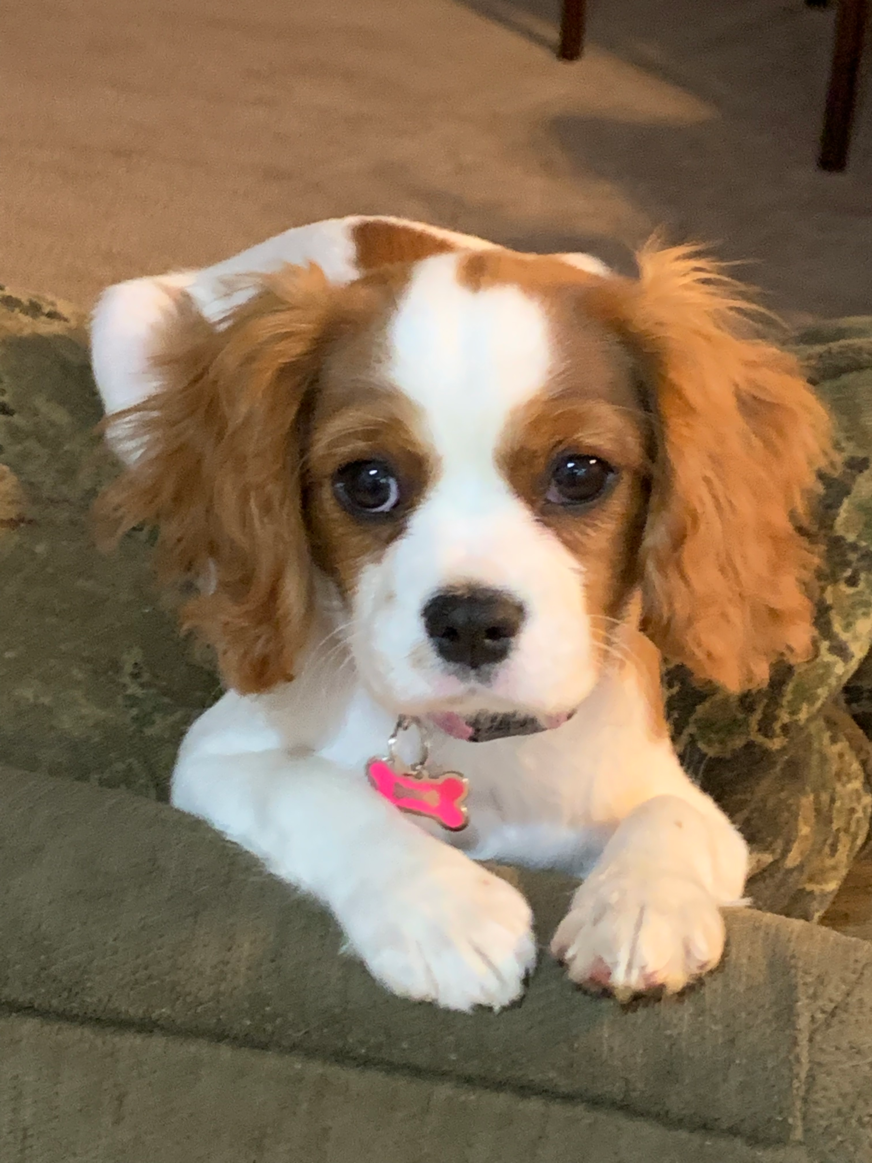 Cavalier King Charles Spaniel Puppy for Adoption