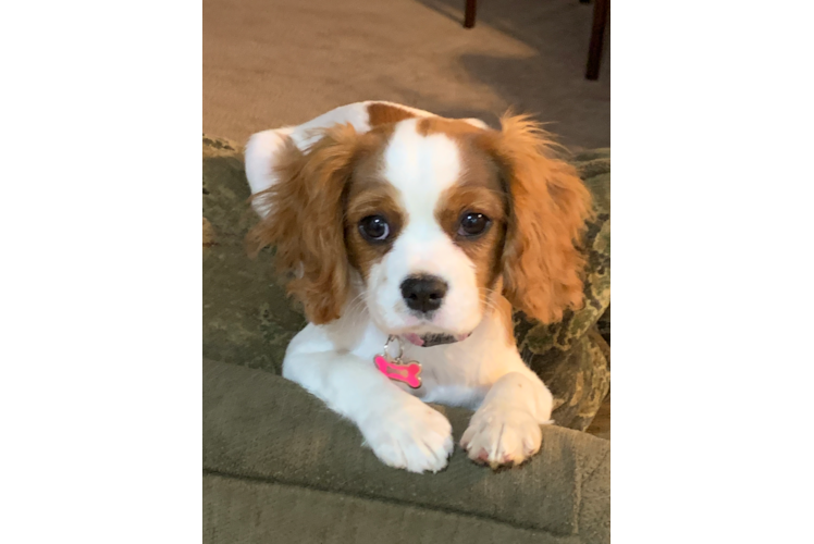 Cavalier King Charles Spaniel Puppy for Adoption