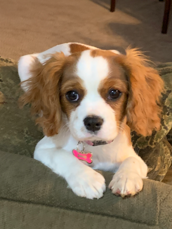 Akc Registered Cavalier King Charles Spaniel Pup