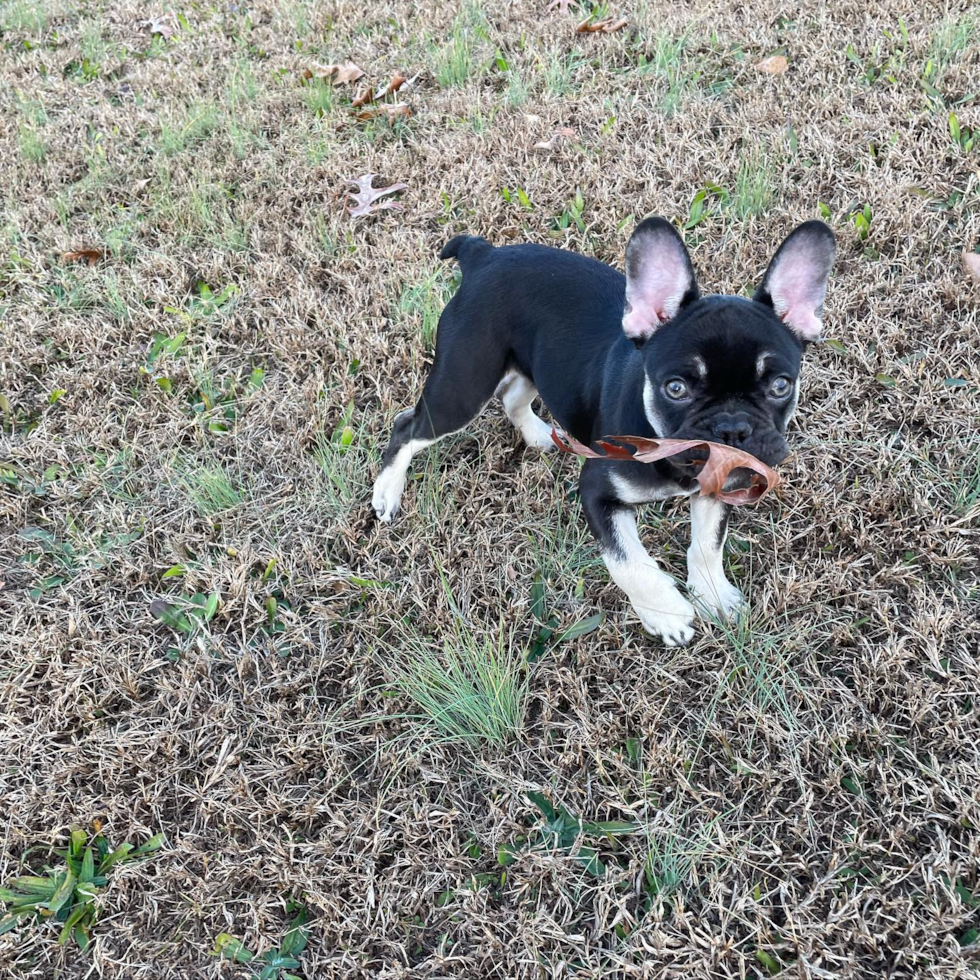 Gray Court French Bulldog Pup