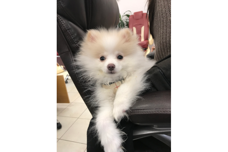 Best Pomeranian Baby