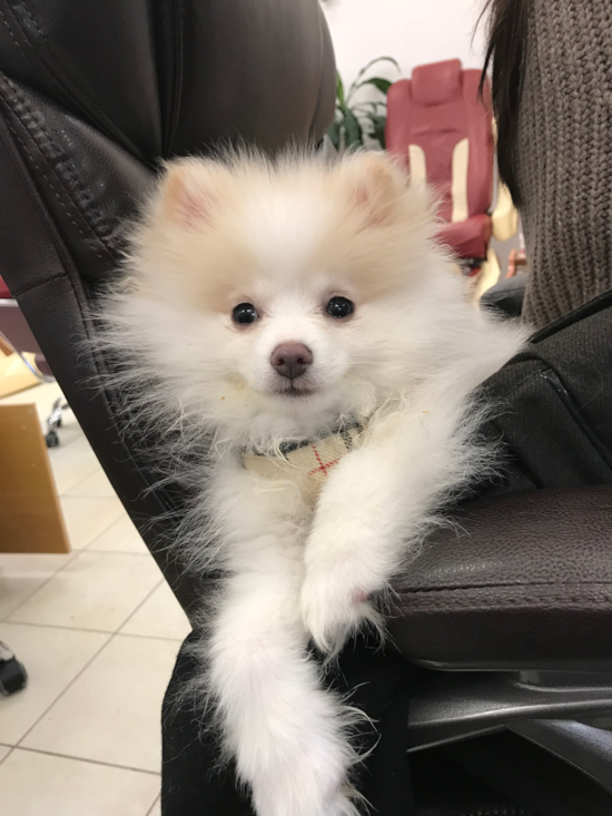 Pomeranian