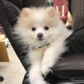 Pomeranian Pup