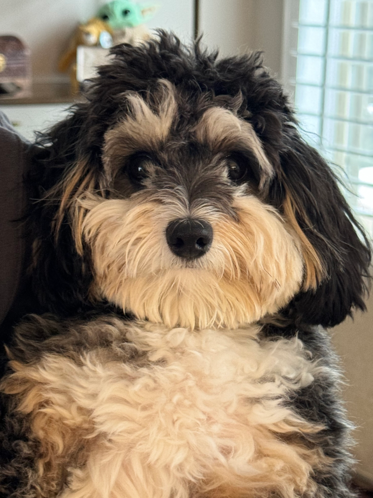 Little Aussiepoo Poodle Mix Pup