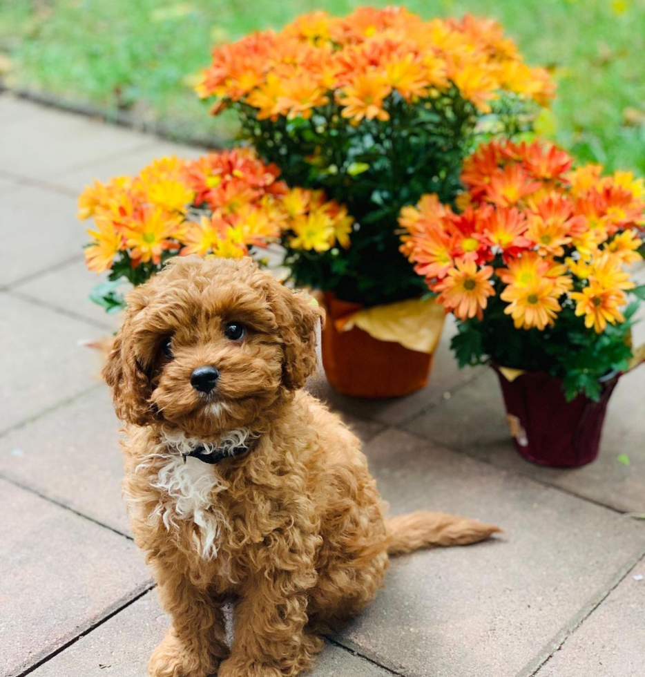 Cavapoo Being Cute