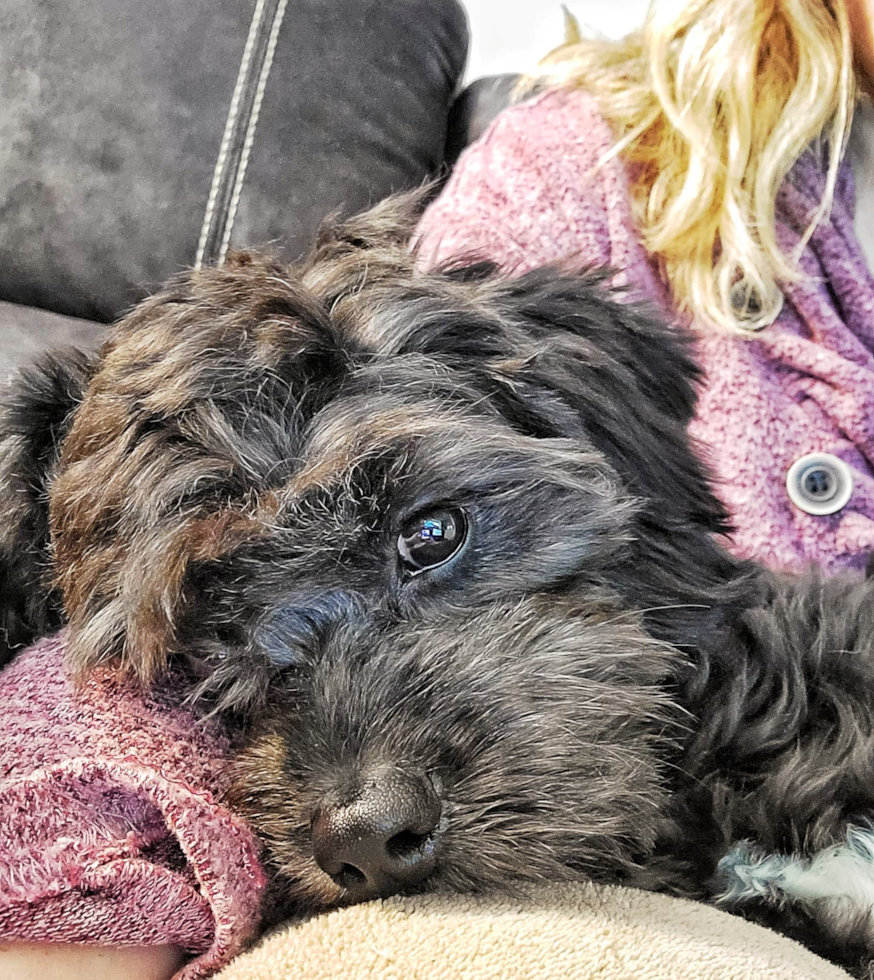 Milwaukie Cavapoo Pup