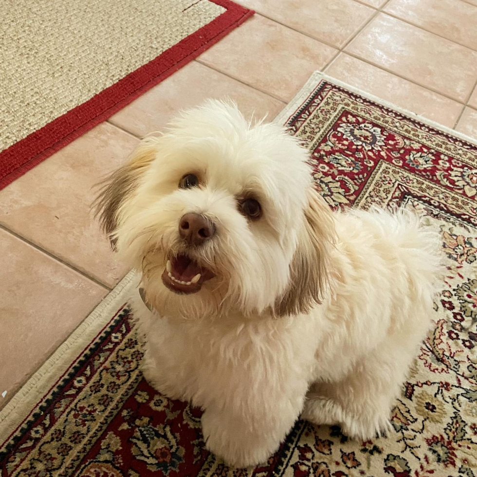 Playful Havanese Purebred Pup