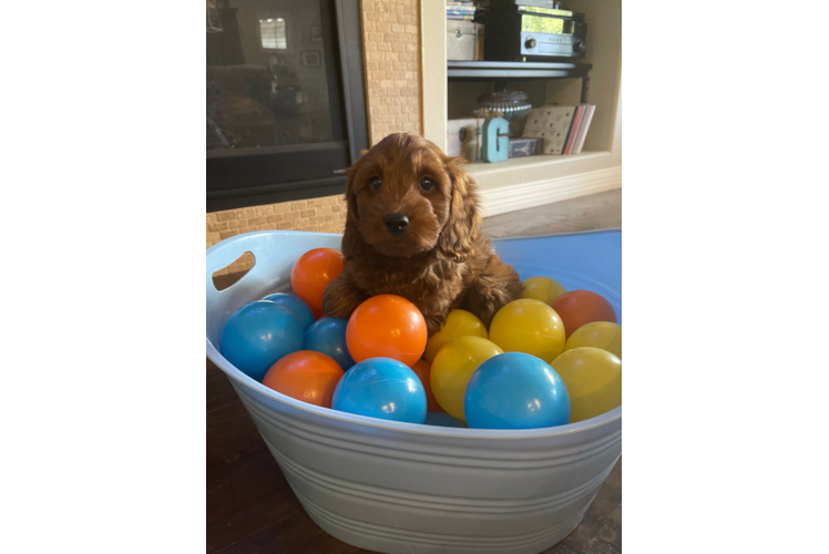 Best Mini Goldendoodle Baby