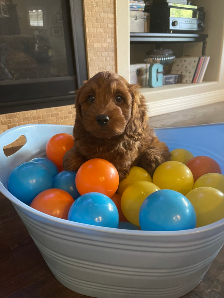 Adorable Golden Retriever Poodle Mix Pup