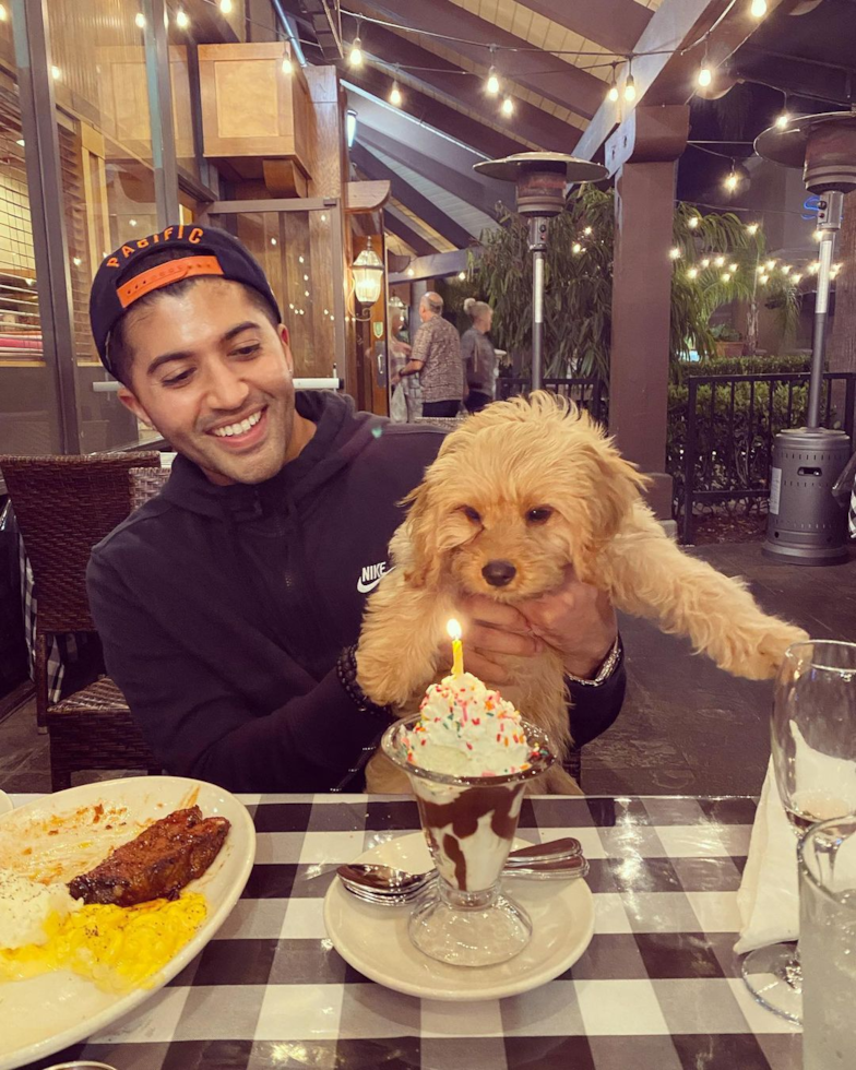 Happy Cavapoo Pup in Yorba Linda CA