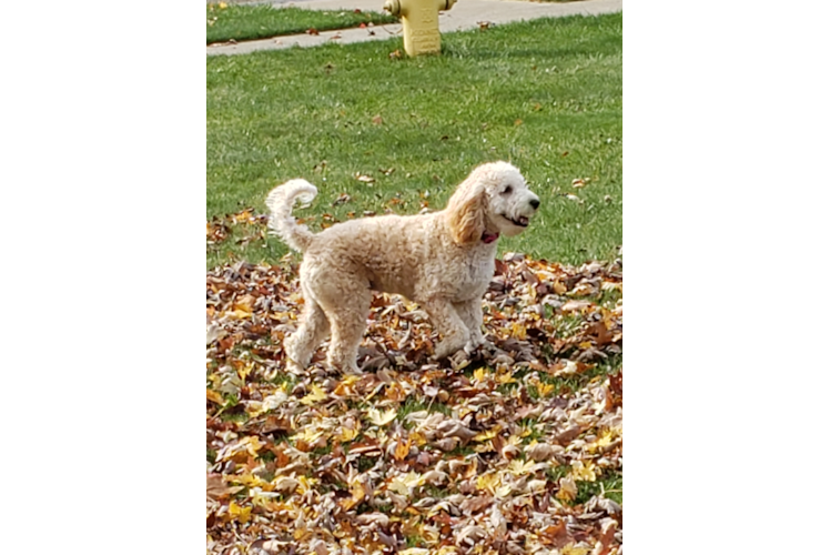 Best Mini Goldendoodle Baby