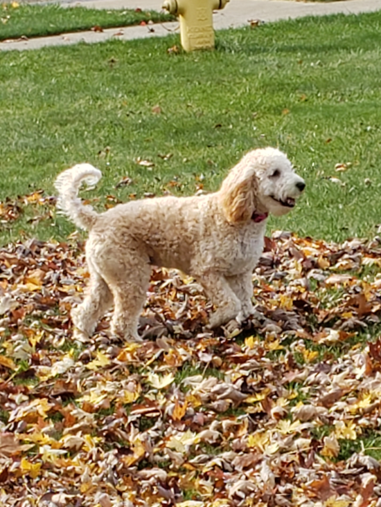 Petite Mini Goldendoodle Poodle Mix Pup