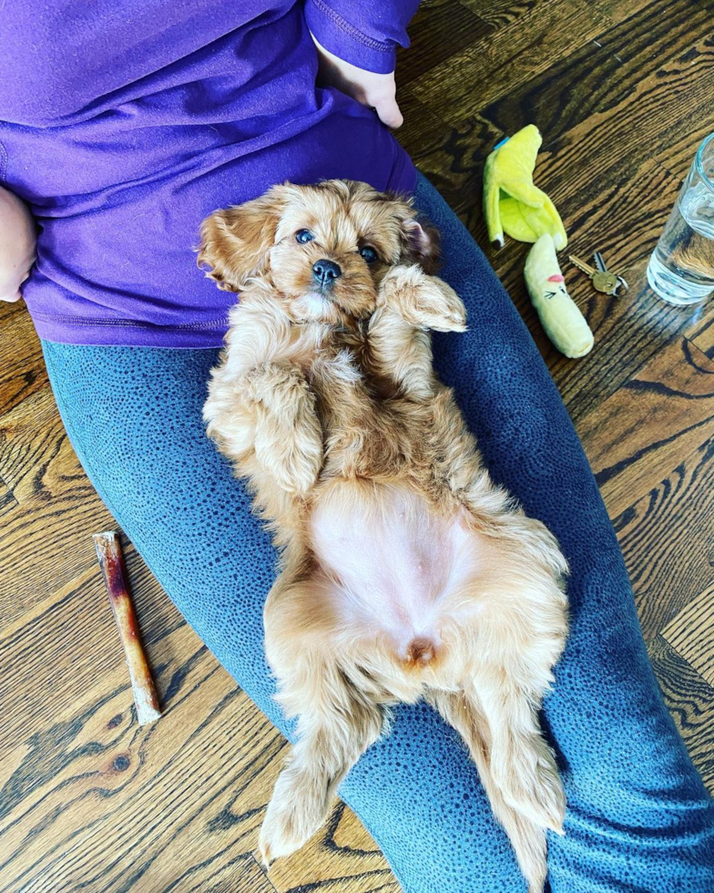 Small Cavapoo Pup in New York NY