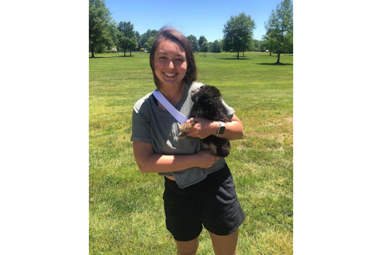 Little Aussiepoo Poodle Mix Puppy