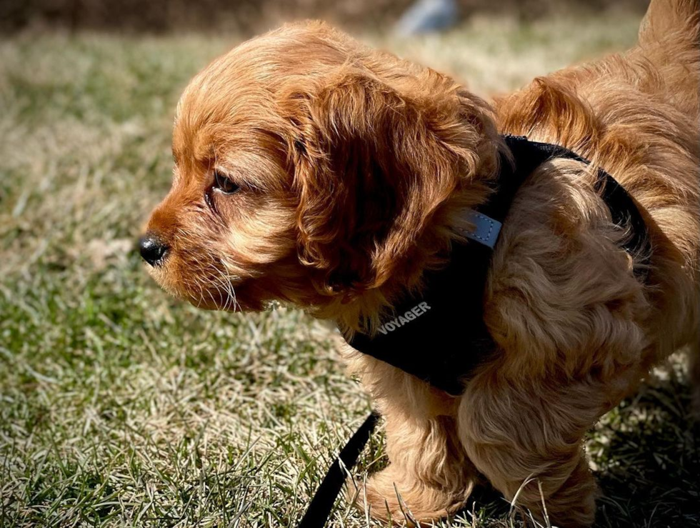 Adorable Cavoodle Poodle Mix Pup