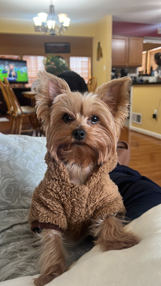 Funny Yorkshire Terrier Pup