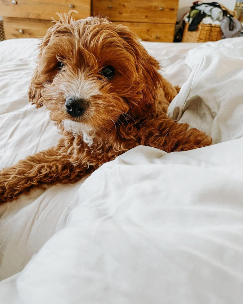 Swannanoa Cavapoo Pup