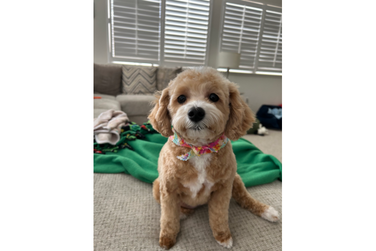 Maltipoo Pup Being Cute