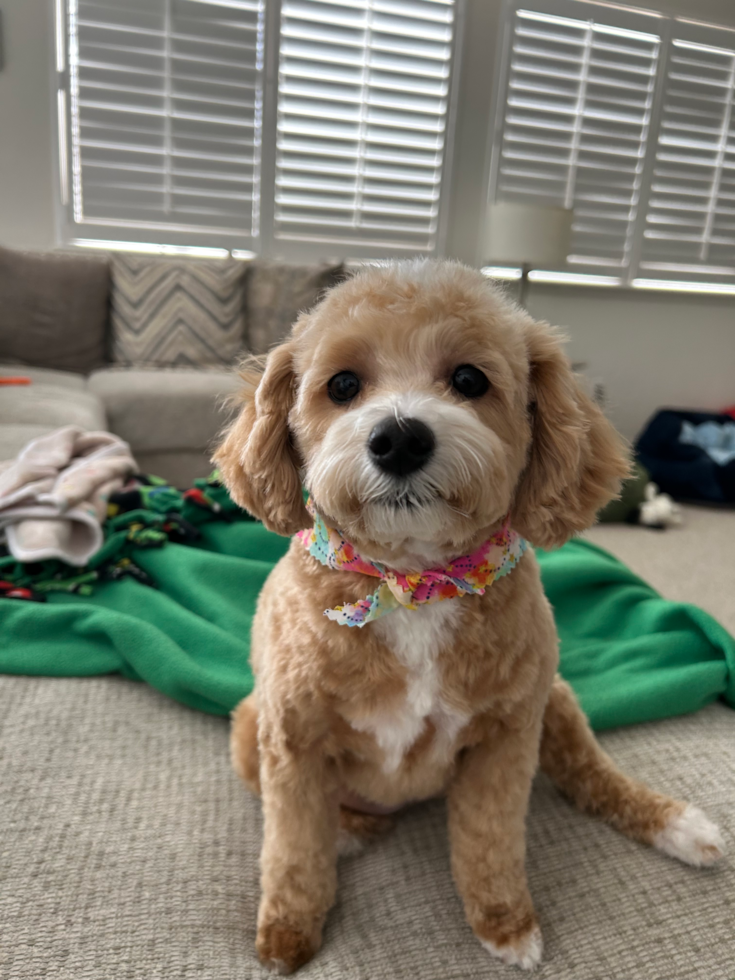 Hypoallergenic Maltepoo Poodle Mix Pup