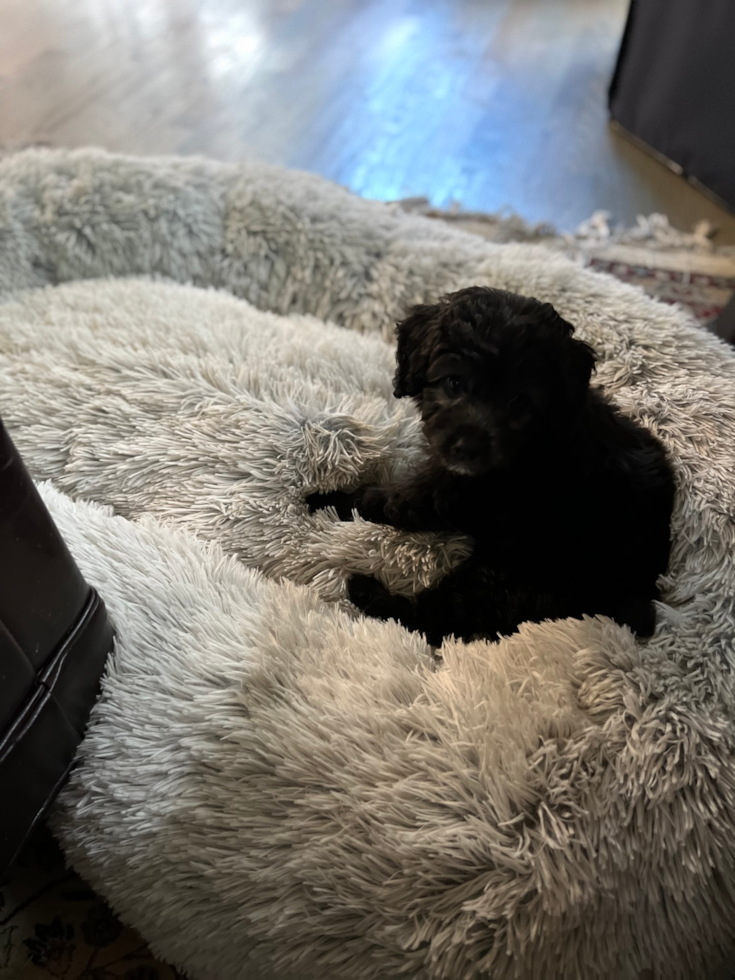 Petite Mini Aussiedoodle Poodle Mix Pup