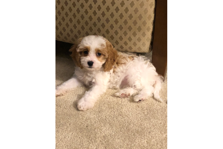 Adorable Cavoodle Poodle Mix Puppy