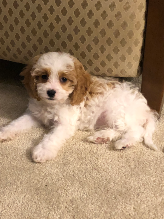 Small Cavapoo Pup in Toledo OH