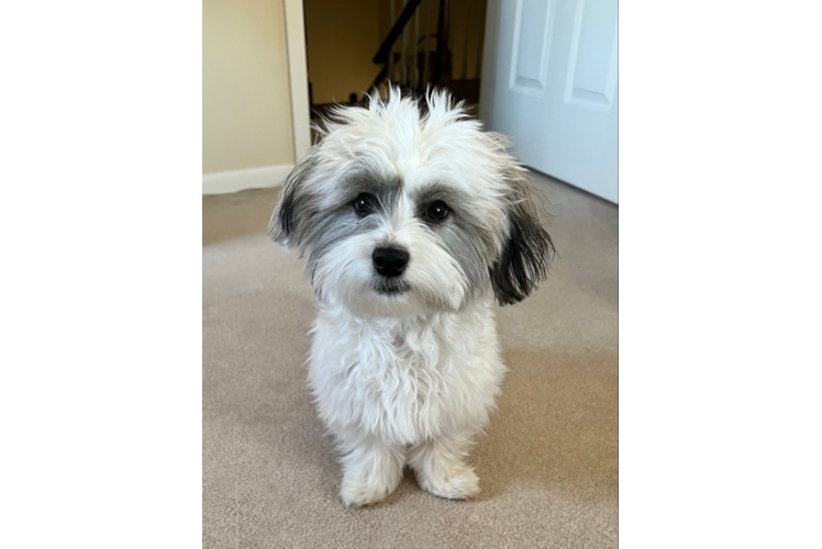 Best Havanese Baby