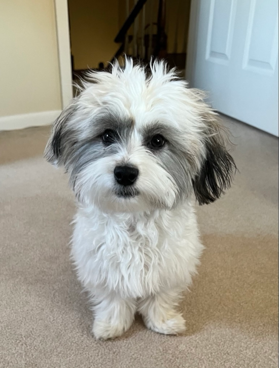 Fluffy Havanese Purebred Pup