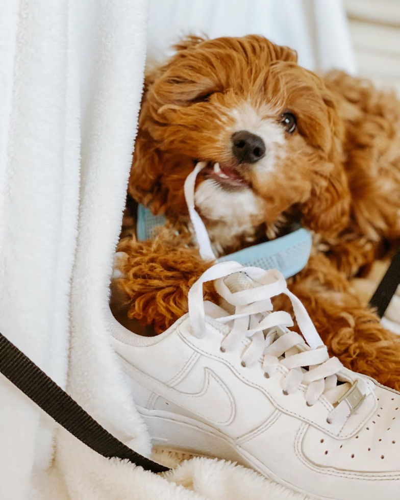 Sweet Cavapoo Pup in Swannanoa NC