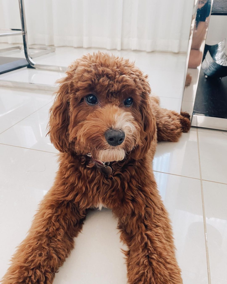 Smart Cavapoo Poodle Mix Pup