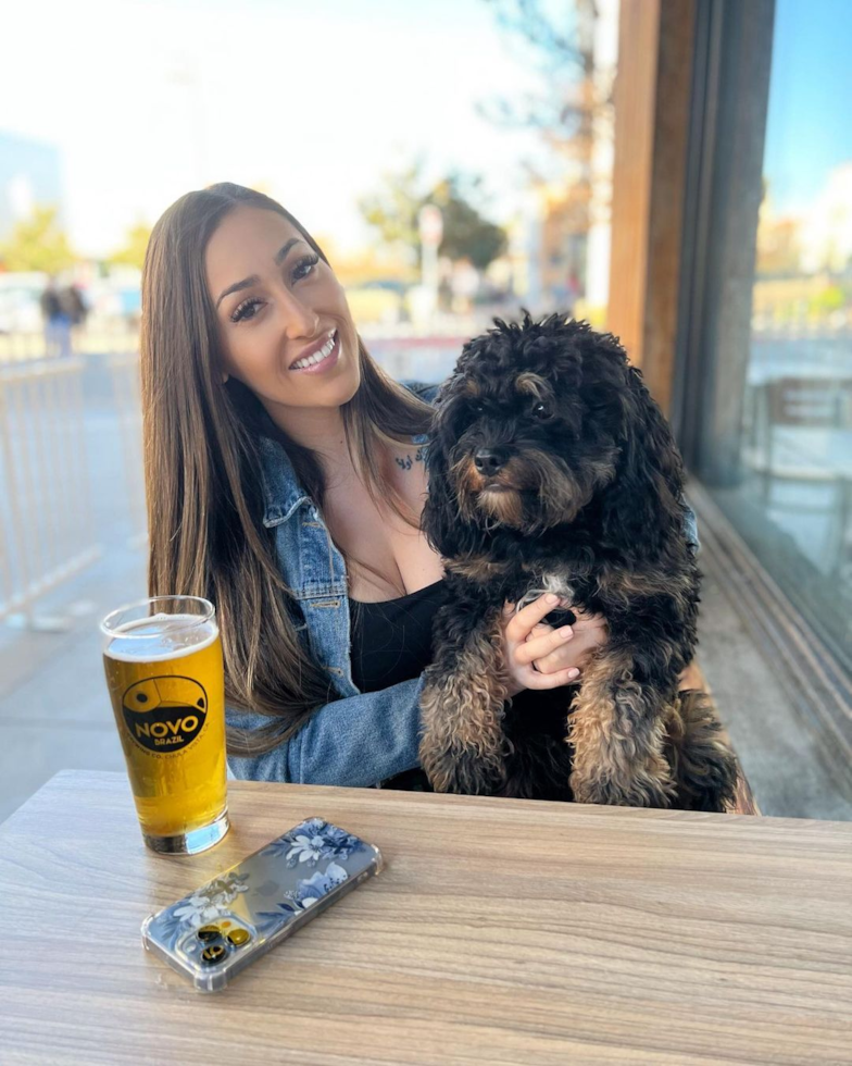 Happy Cavapoo Pup in Chula Vista CA