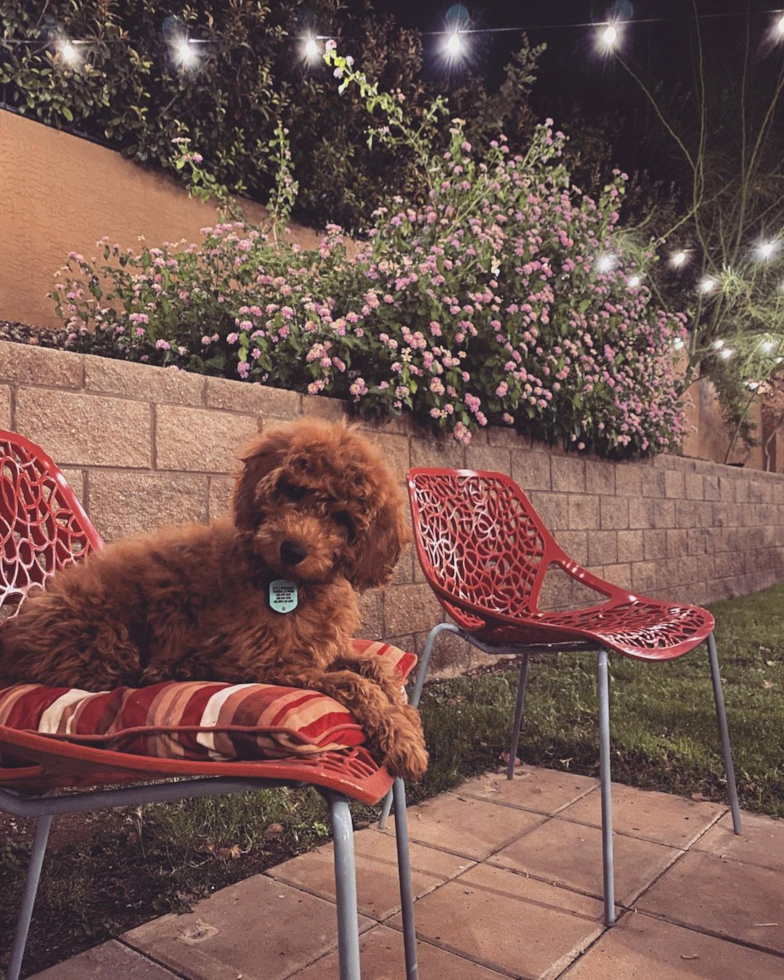 Small Mini Goldendoodle Pup