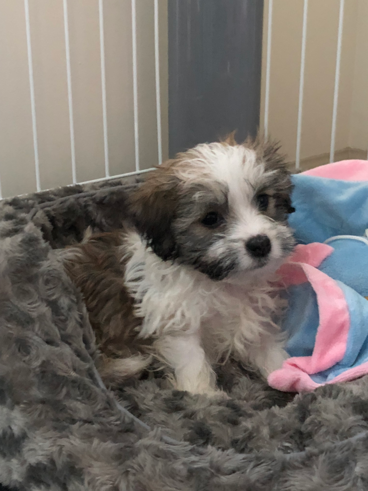 Cute Havanese Pup in SEATTLE WA