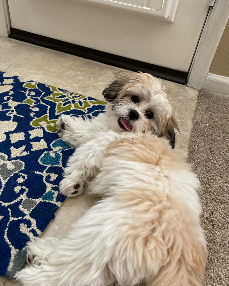 Friendly Teddy Bear Pup in Phoenix AZ