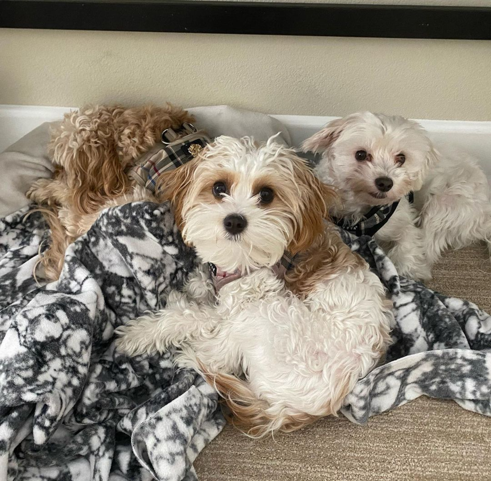 Happy Cavachon Pup