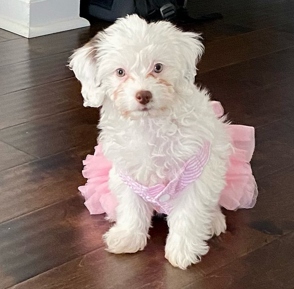 Energetic Havadoodle Poodle Mix Pup