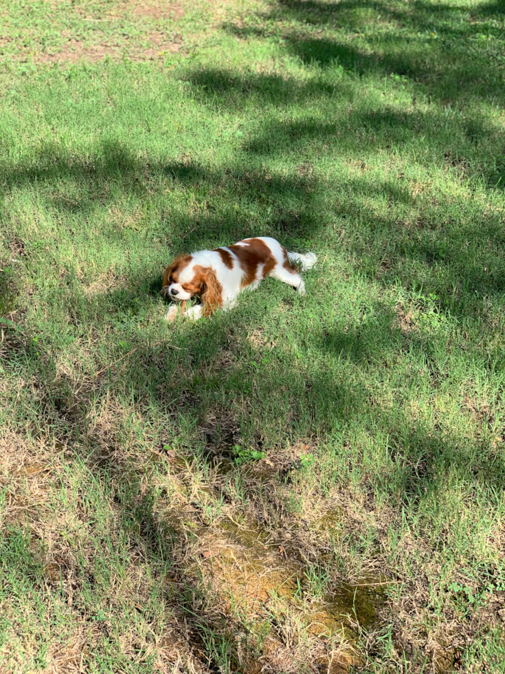 Cavalier King Charles Spaniel Being Cute