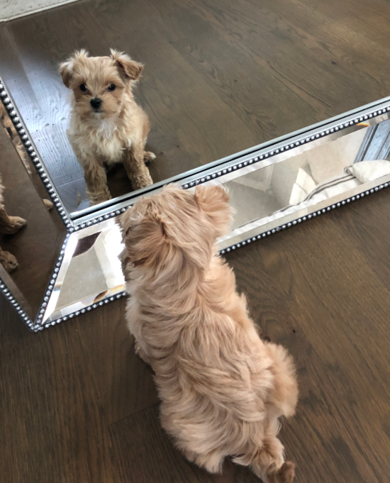 Little Maltese Poodle Poodle Mix Pup