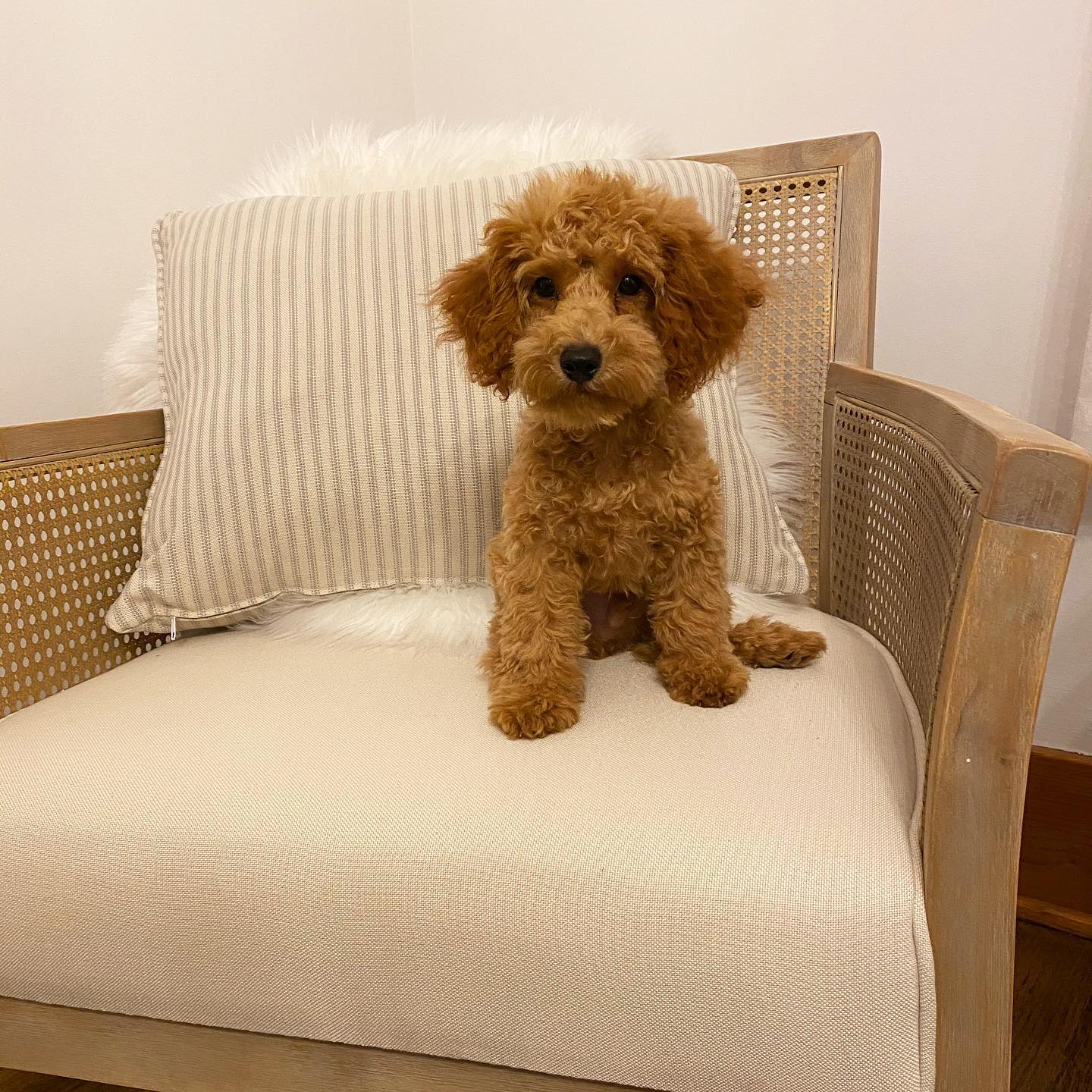 Hypoallergenic Poodle Oz: 2lb 13oz Purebred Puppy Hypoallergenic Poodle Oz: 2lb 13oz Purebred Puppy