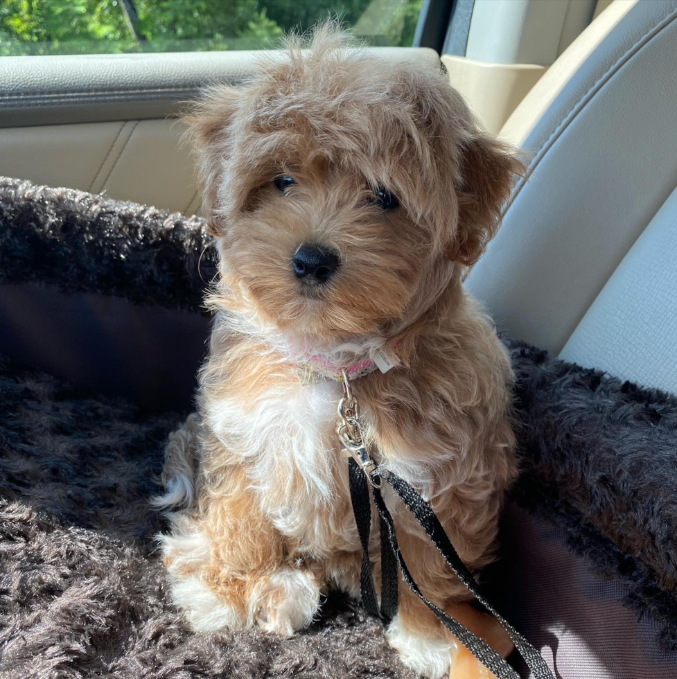 Funny Maltipoo Poodle Mix Pup